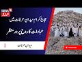 Hajj Pilgrims Gather at Mount Arafat | میدانِ عرفات میں حج کا روحانی منظر | Prayer at Mount Arafat
