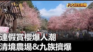 連假賞櫻爆人潮 清境農場&九族擠爆 |【民生八方事】| 2023022604 @gtvnews27
