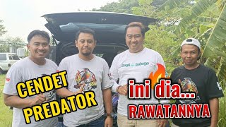 Download lagu PREDATOR SAAT MENANG DARI WERKUDORO!! Ini Rawatan Hariannya!!
