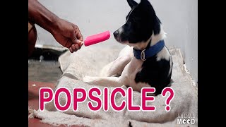 Dog Like Popsicle