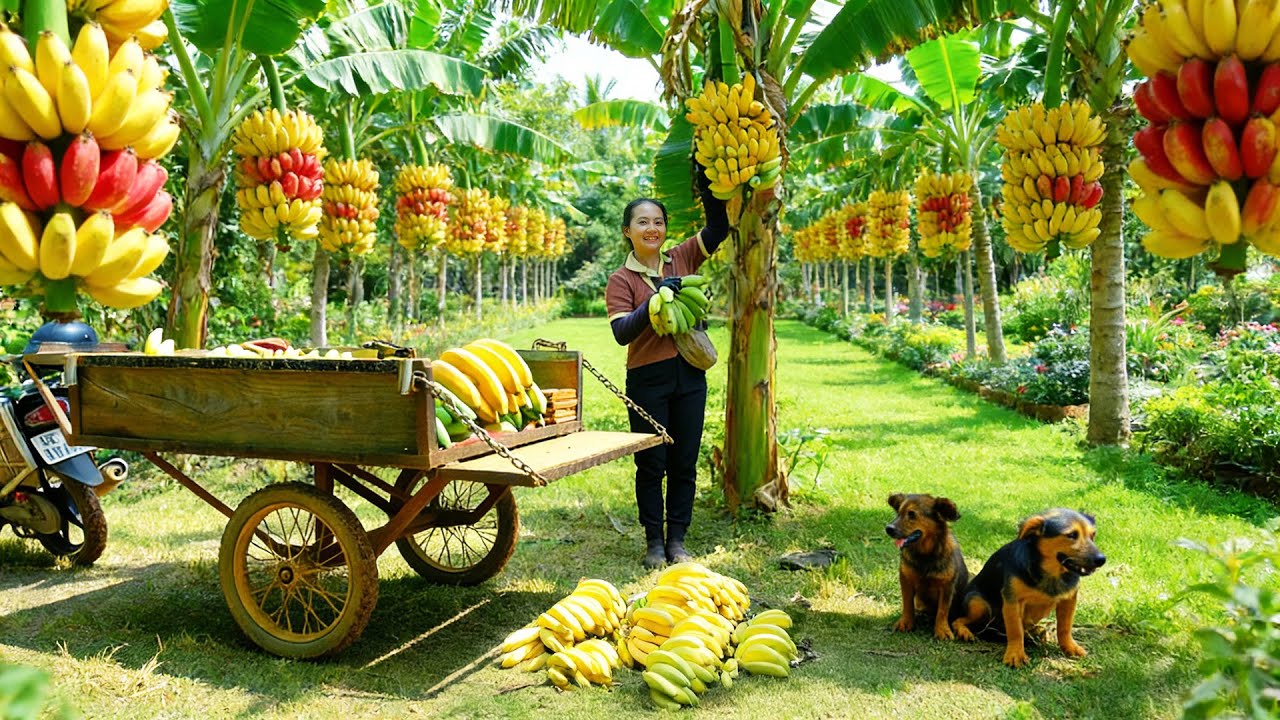 Harvest Bananas To Sell At The Market, Make Fried Banana Cakes, And ...