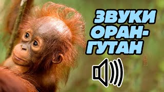 Звук орангутана: какой звук издаёт орангутан?
