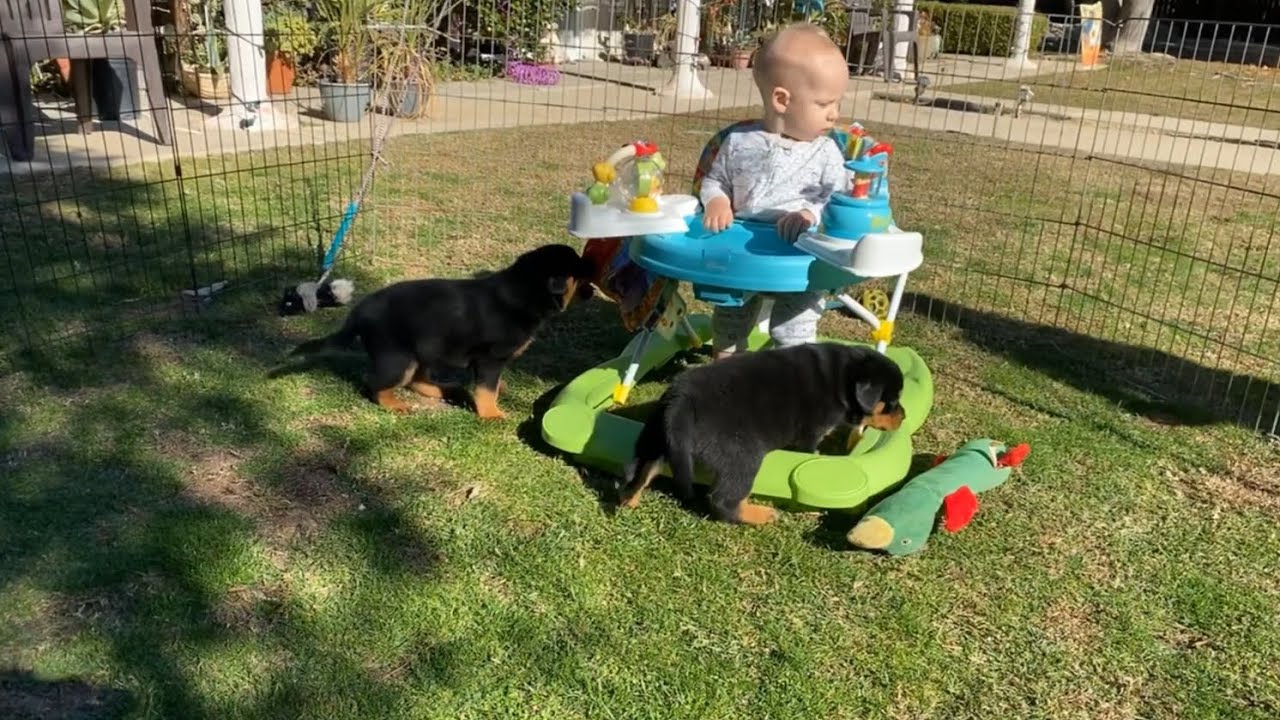 Von Ruelmann Von Ruelmann Rottweilers Day in the life of a German Rottweiler Breeder ...