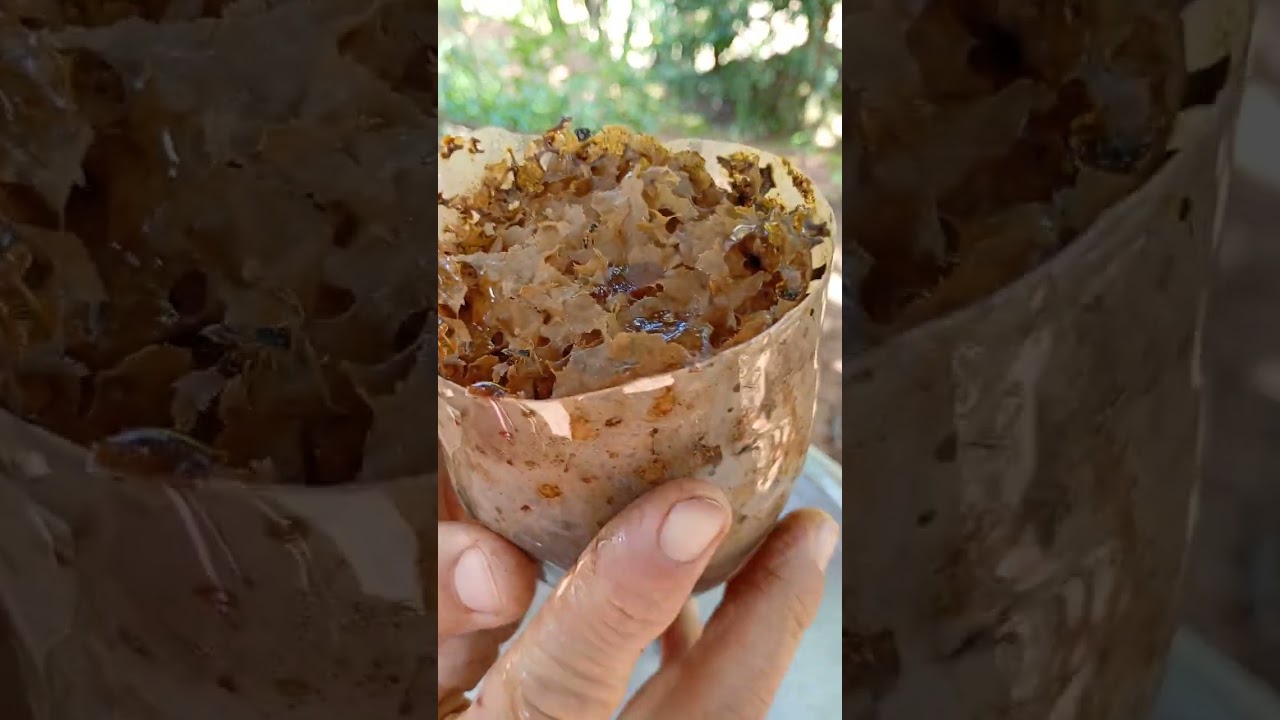 Transferência de abelha Jataí muito lotada de mel 🍯 abelha top!!#jataí 