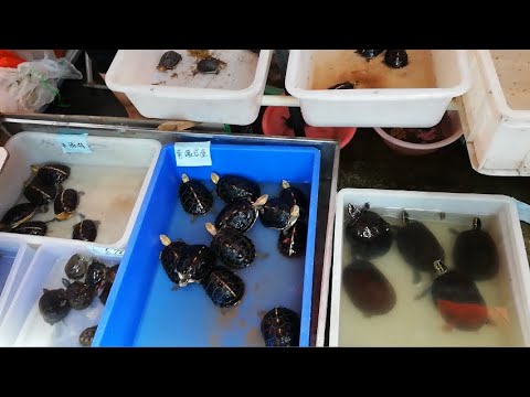 廣東順德农贸市场出售金钱龟,黄缘合龟,石金钱龟,班点星龟,鳄鱼龟,巴西龟等各种各样龟苗,价格优惠. - YouTube