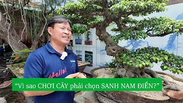 Vì sao nghệ nhân chơi cây đều chọn sanh Nam Điền? Nghệ nhân Dũng Coca chia sẻ bí mật ít ai biết!