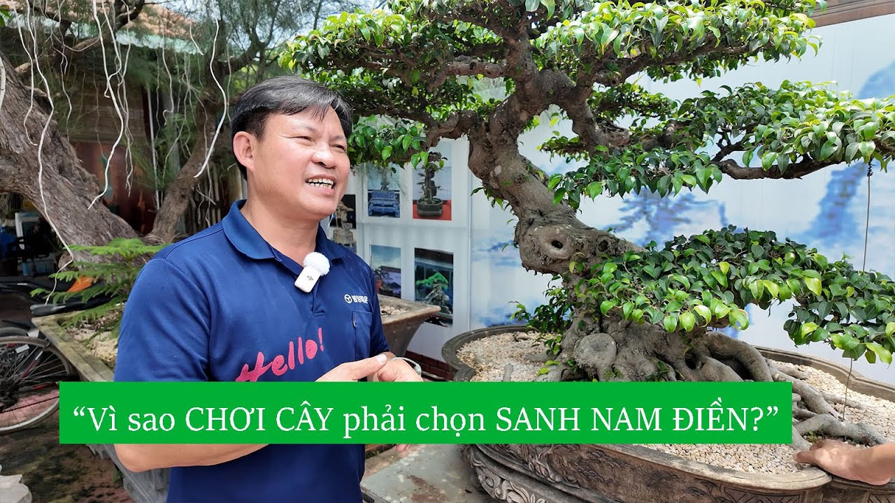 Vì sao nghệ nhân chơi cây đều chọn sanh Nam Điền? Nghệ nhân Dũng Coca chia sẻ bí mật ít ai biết!