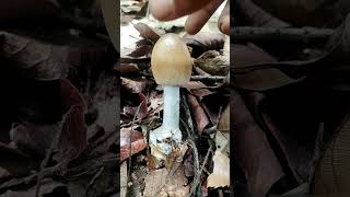 Time spent in the jungle #mushroom #asmr #meditation #therapy #nature  #nomophobia #@LaTo.