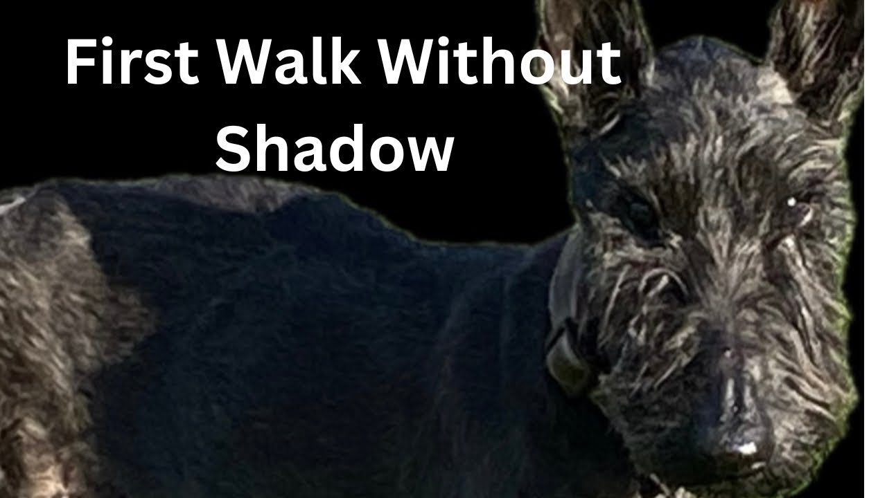 The First Walk without Shadow 😢 - YouTube