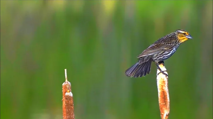 Most Beautiful Birds in the World | Breathtaking Beauty of Earth's Most Exquisite Birds |