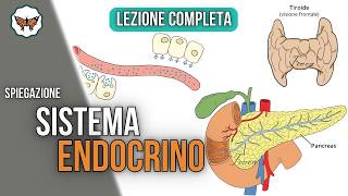 Il Sistema Endocrino Spiegato in 1 Ora | Lezione Completa