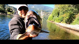 Monstruos de rio, el gran Salmón Rey un digno rival, en la Patagonia de Aysén.