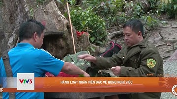 HÀNG LOẠT NHÂN VIÊN BẢO VỆ RỪNG NGHỈ VIỆC  | VTV5