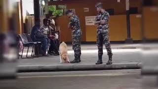 srilankan military dog playing Original version 1080P