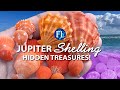 كنوز مخفية في جزيرة جوبيتر 