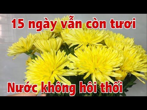 Video: Hoa Cúc Không Ra Hoa - Mẹo Về Cách Giữ Hoa Cúc nở