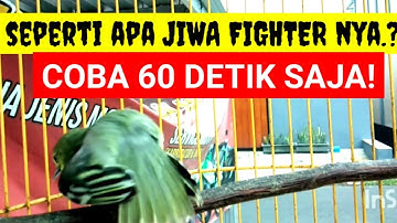 suara sirtu gacor tarung INI SANGAT AMPUH MENGATASI burung sirtu macet bunyi METODE AGAR sirtu gacor