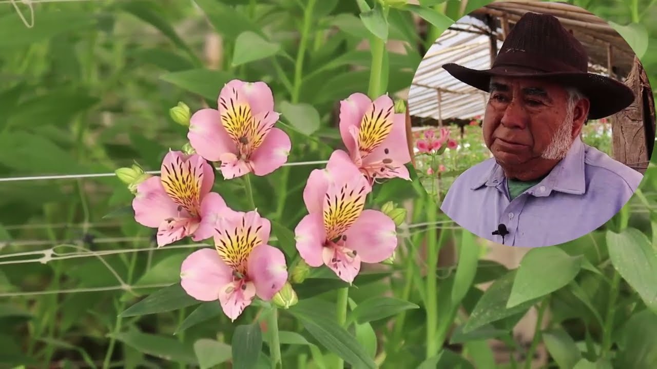 Astromelias, flores con demanda