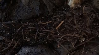 Worm Bin Update - How to Have Happy Worms