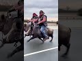 No Motorcycle? Fine—We Took a Pig on a Road Trip Instead!