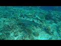 Снорк. Акулы. Snorkeling. Sharks Ellaidhoo Maldives by Cinnamon