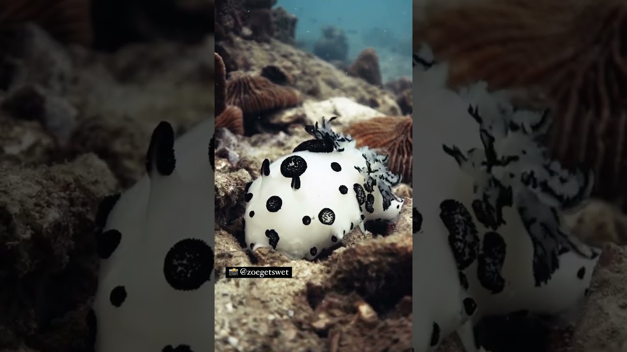 Mourning Dorid (Jorunna funebris)⁠ 📸 @zoegetswet