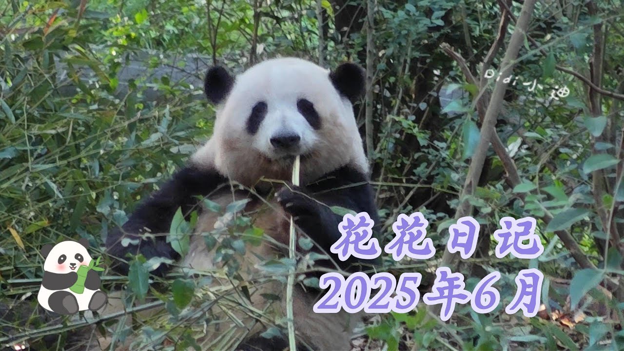 【花花日记】大熊猫是怎么做到吃素还能长这么大只？今天是人气王花花的用餐日记