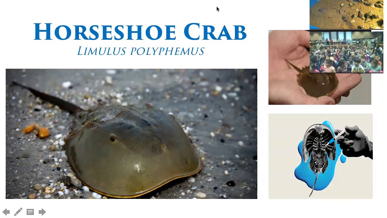 Distance Learning with Glen Echo Park Aquarium YouTube