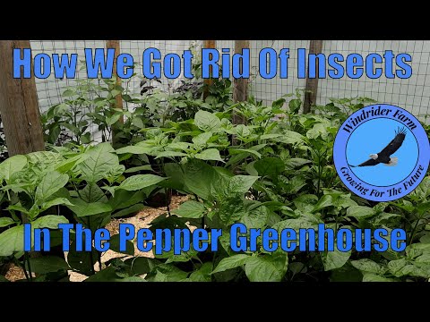 How We Got Rid Of Insects in the Pepper Greenhouse