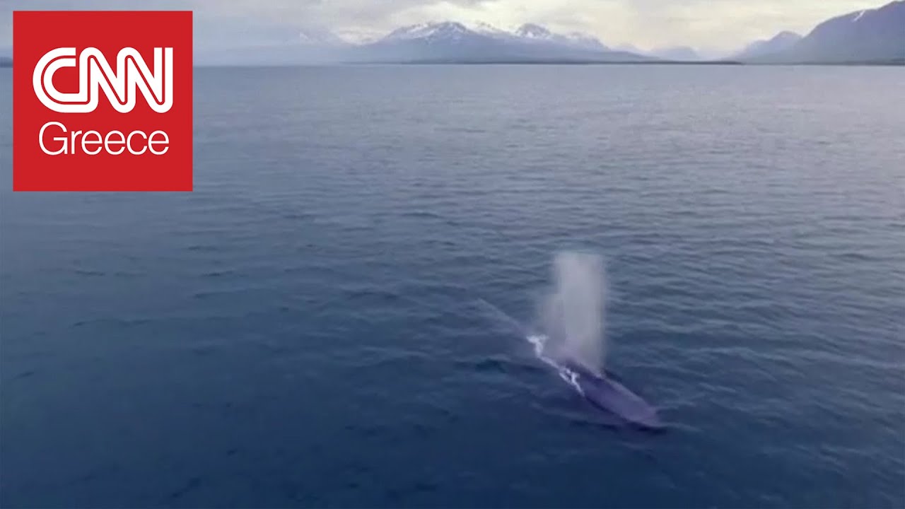 Το μοναχικό ταξίδι μίας γαλάζιας φάλαινας
