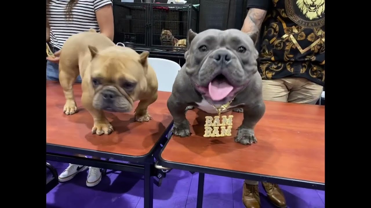 Exotic bully King and Queen of New York Dog show