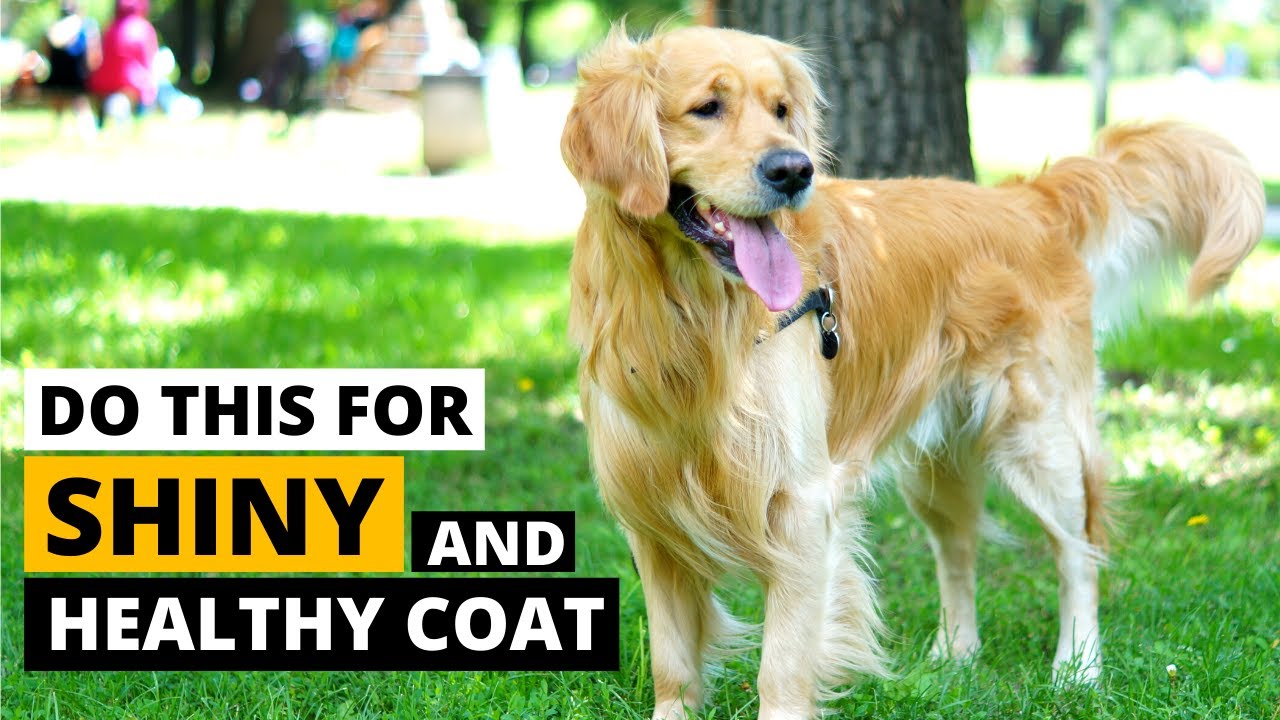 Golden Retriever Coat Care : Keep the Coat Healthy and Shiny - YouTube