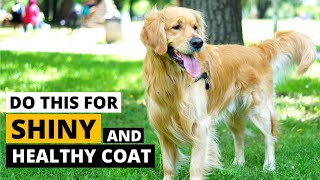 Golden Retriever Coat Care : Keep the Coat Healthy and Shiny screenshot 5