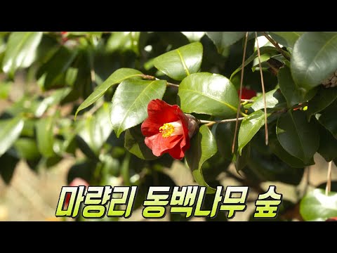 <strong>동백꽃</strong>×노을의 조화가 아름다운 마량리 동백나무 숲!