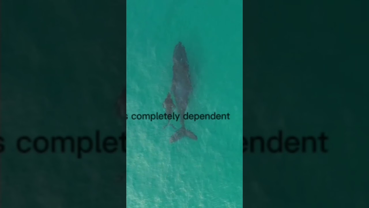 #whales #learn #ocean