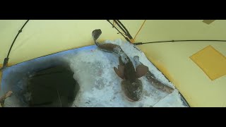 картинка: Рыбалка.Повезло мне а ему нет..11