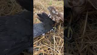 Eagle Share A Feeling