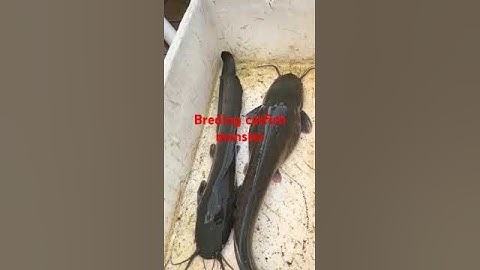 Catfish breeding #ikan #shorts #cat #fish