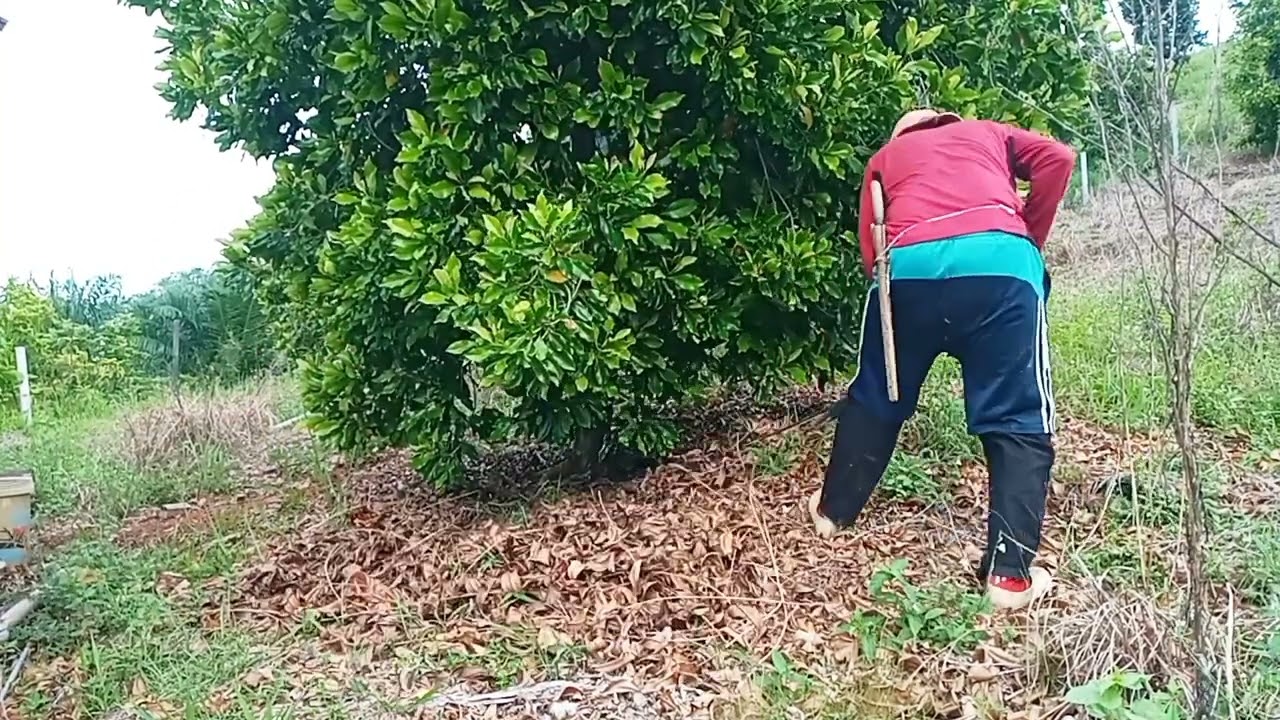 membersihkan pohon cengkeh @BangOne26