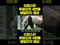 [PandaTV] 슈퍼스타 푸바오의 생일축하영상 #푸바오#아이바오#러바오