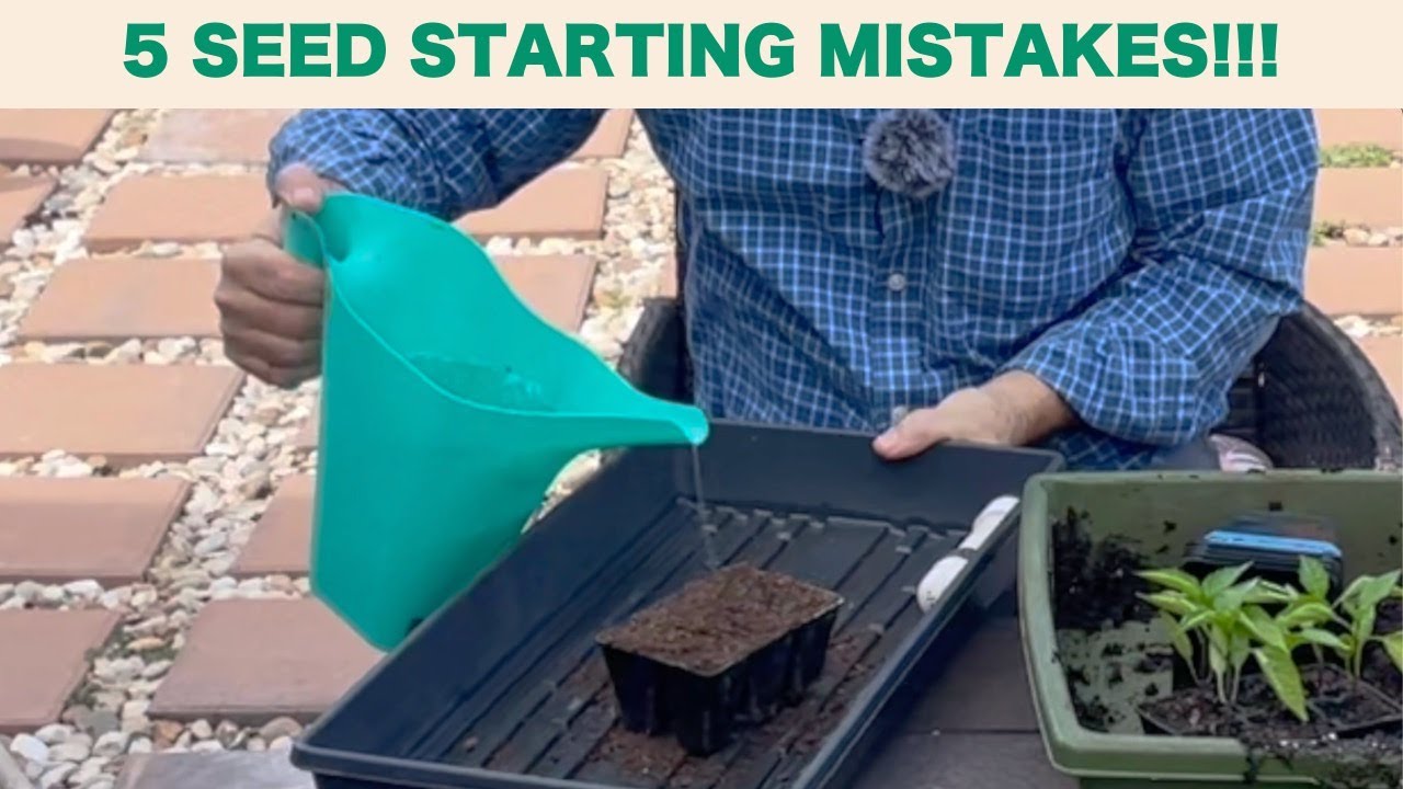 5 Seed Starting Mistakes to Avoid!