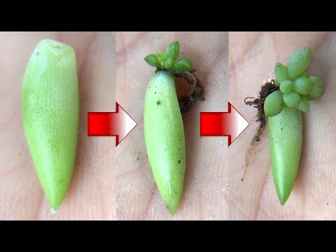 Video Hướng dẫn trồng cây chuỗi ngọc bằng lá | Cây sen đá... - youtube