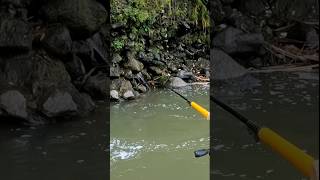 Mancing Di Sungai Serayu Wonosobo mancingmania mancingliar microfishing