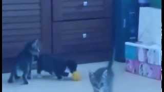 Cats Playing Football Like A Boss by Animal Studio 70 views 9 years ago 26 seconds