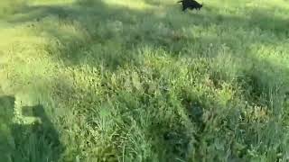 Cute German shepherd puppies