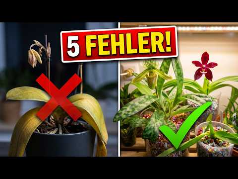 Vertrocknete Knospen? Dieser Winterfehler tötet Orchideenblüten