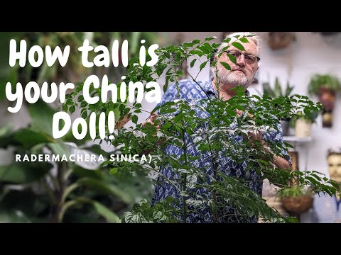 Video: Pruning A China Doll Houseplant - Lær at beskære en Kina Doll