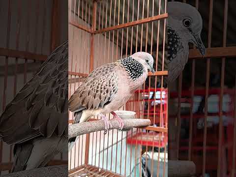 Tekukur Gacor Kuk Suara Merdu KUK 1 - 2 #derkuku #tekukurgacor