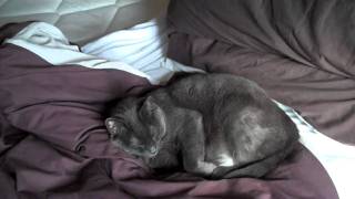 Tango & Princess