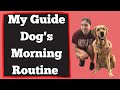 My Guide Dog’s Morning Routine